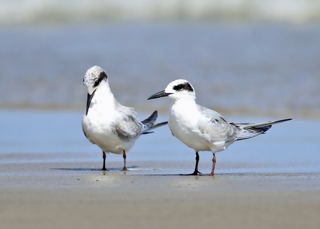 Forster's Tern - ML35105631