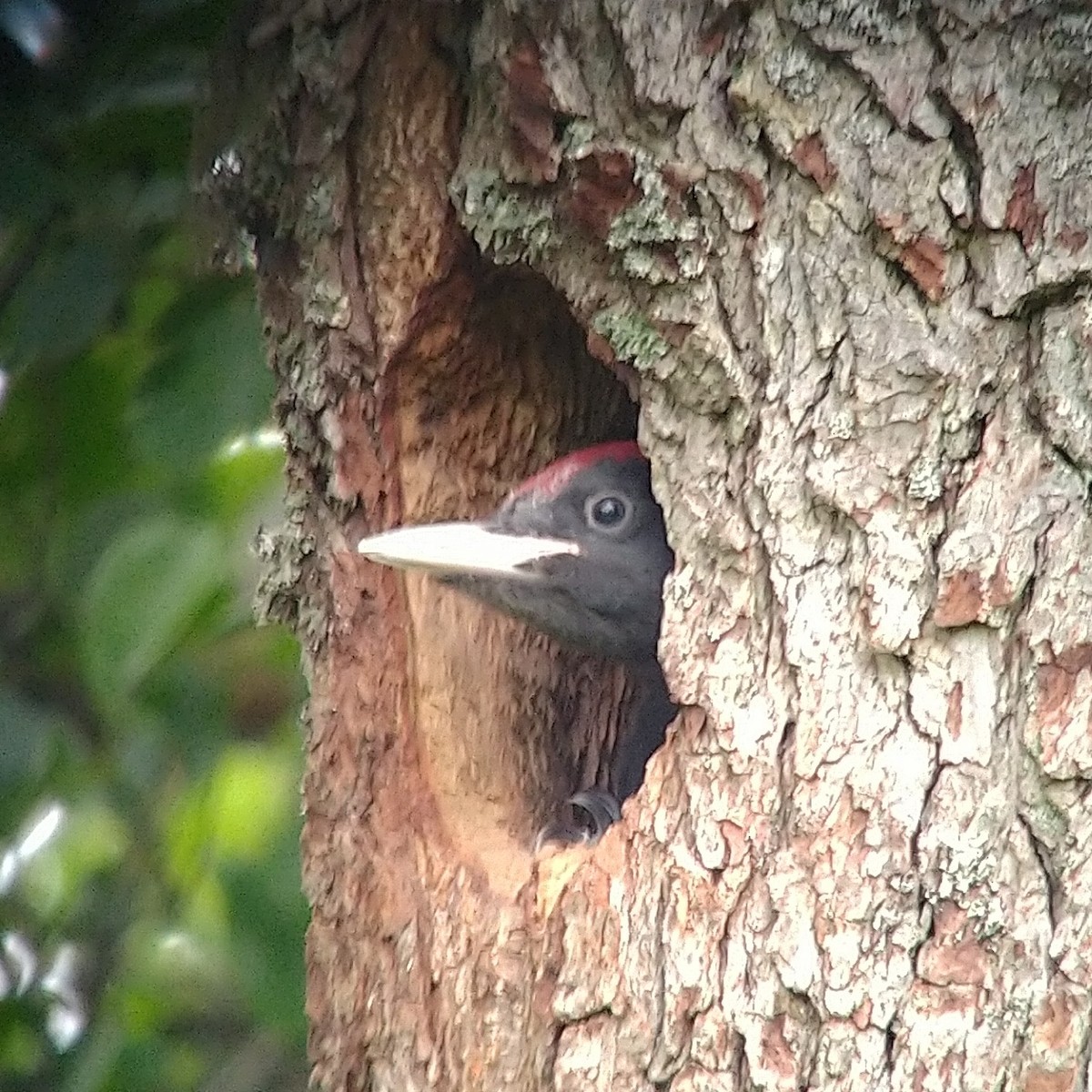 Black Woodpecker - ML351058611