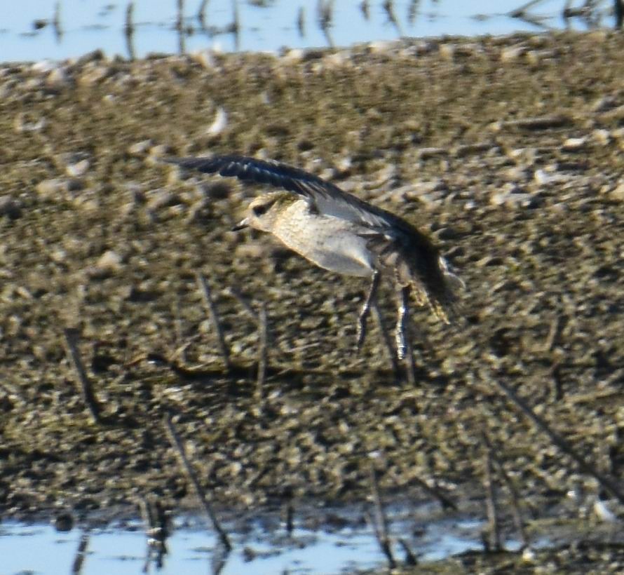 European Golden-Plover - Thorsten Hackbarth