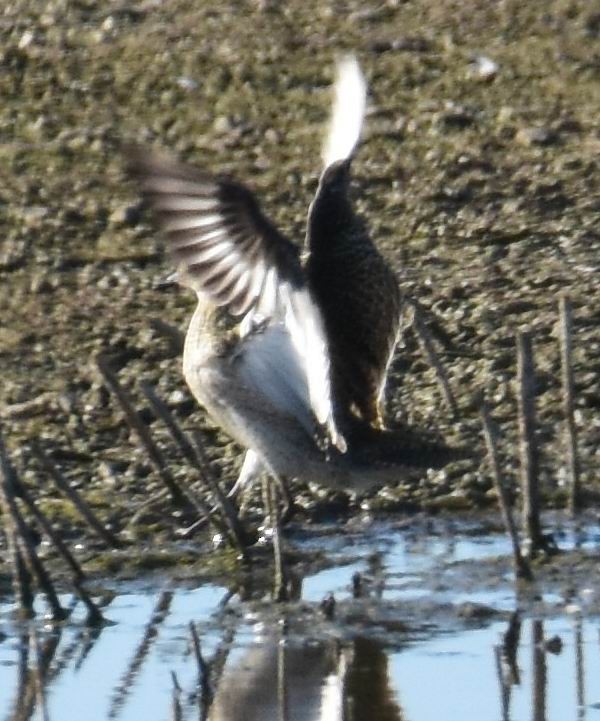 European Golden-Plover - Thorsten Hackbarth