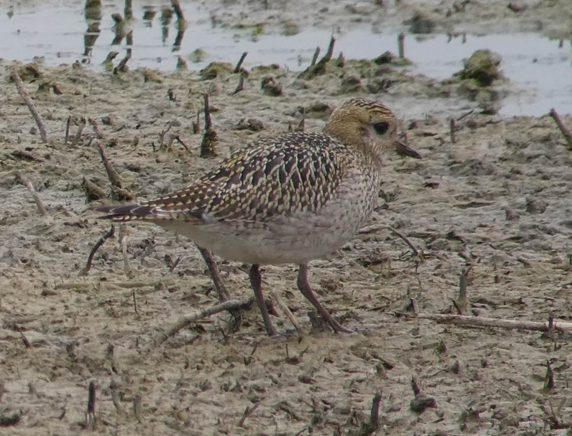 European Golden-Plover - ML351059871