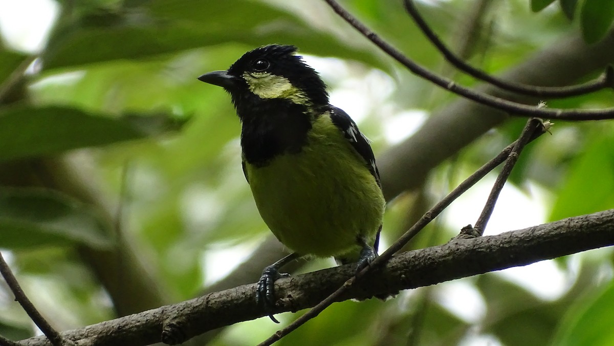 Mésange élégante - ML351060331