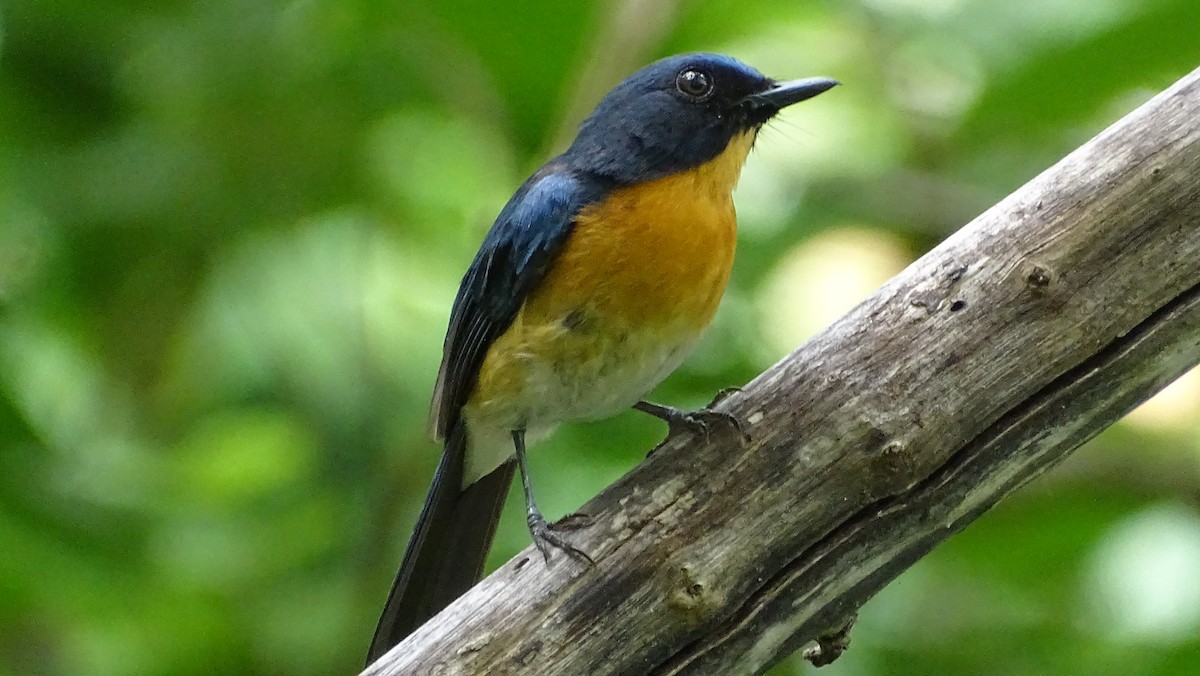 mangrovefluesnapper - ML351060351