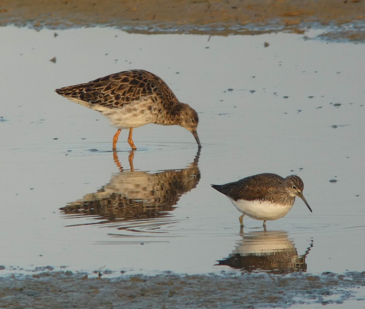 Green Sandpiper - Thorsten Hackbarth