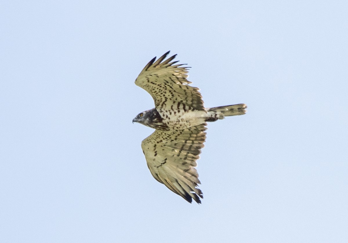 Short-toed Snake-Eagle - Kalpesh Krishna
