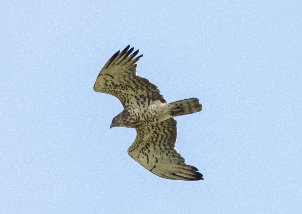Short-toed Snake-Eagle - Kalpesh Krishna