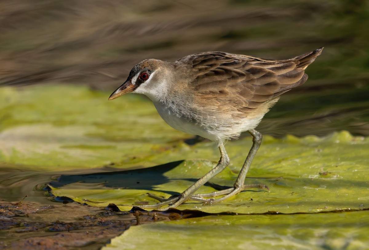 White-browed Crake - David Ongley