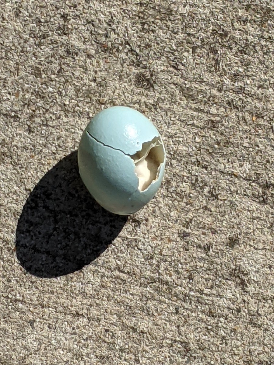 špaček obecný - ML351065281