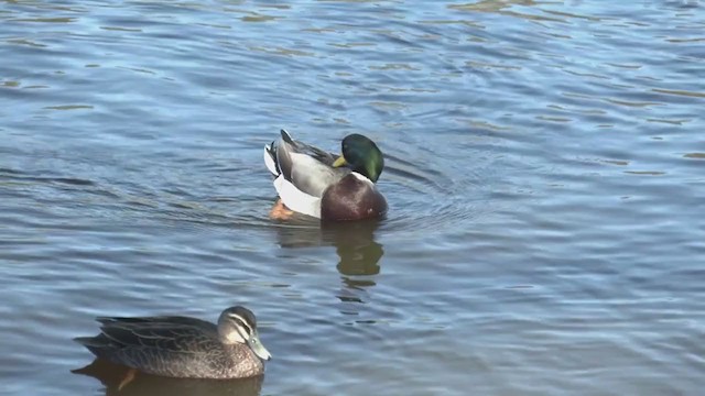 綠頭鴨(馴化) - ML351066091