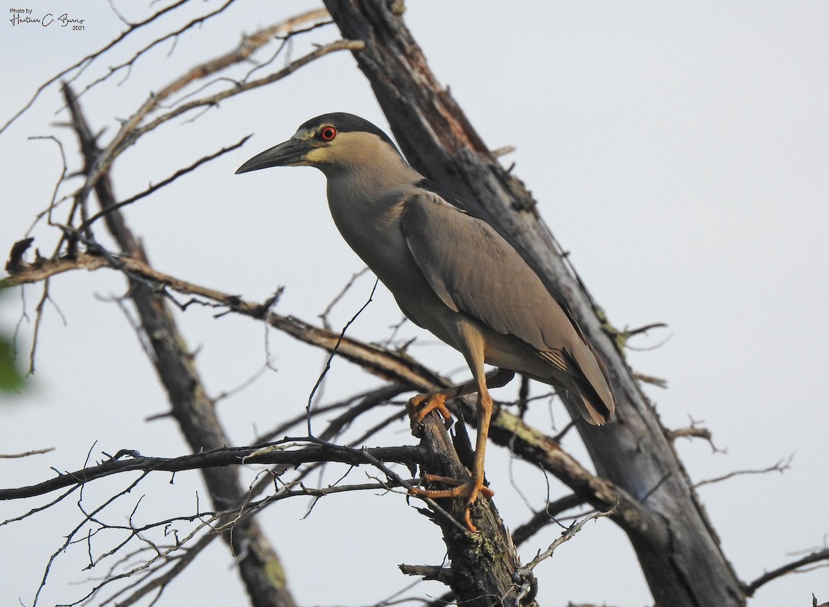 Black-crowned Night Heron - ML351066751