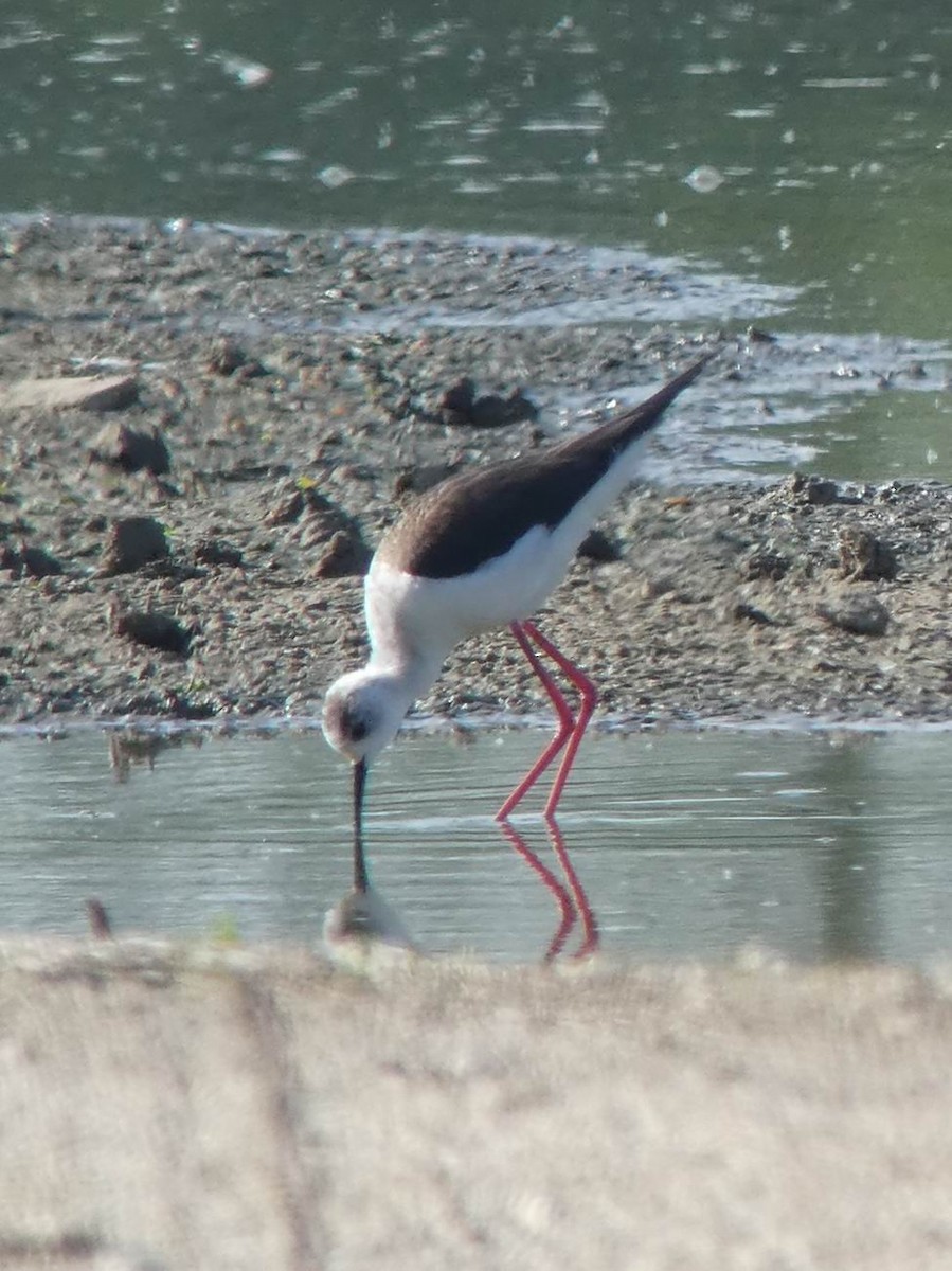 Black-winged Stilt - Thorsten Hackbarth