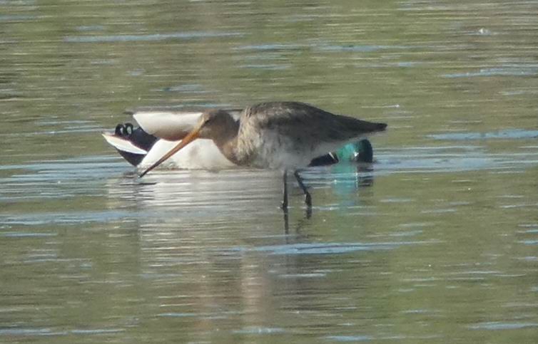 Black-tailed Godwit - ML351067111