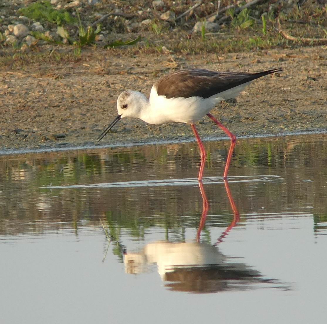 Black-winged Stilt - ML351067281