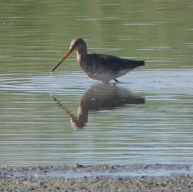 Black-tailed Godwit - ML351067351