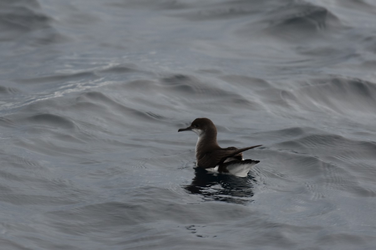 Fluttering Shearwater - Dan Pagotto