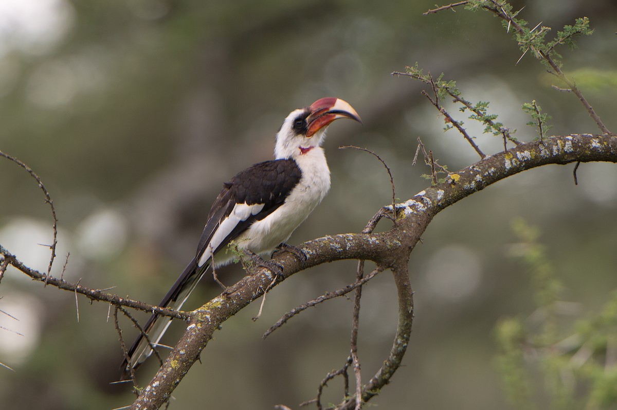 Von der Decken's Hornbill - ML351067501