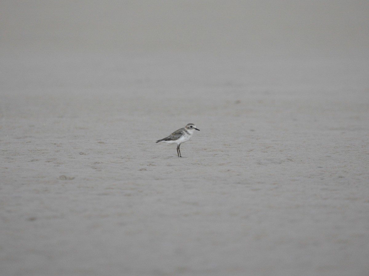 Double-banded Plover - ML351067811