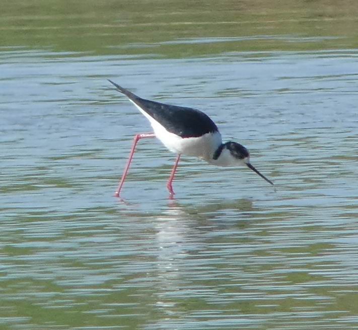 Black-winged Stilt - Thorsten Hackbarth