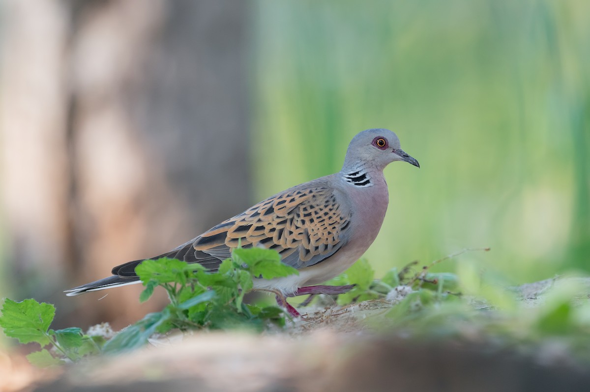 European Turtle-Dove - ML351069541