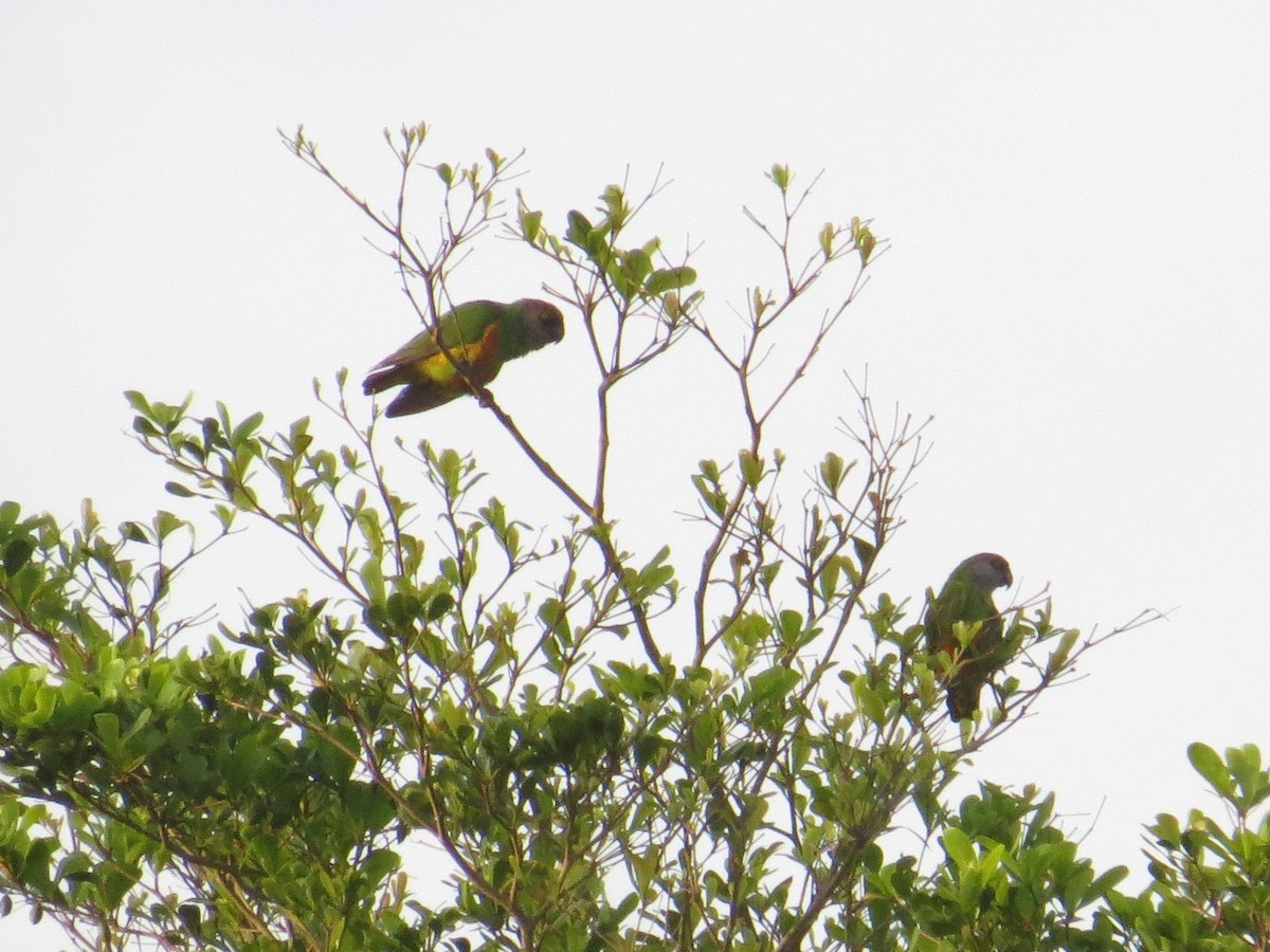 Senegal Papağanı - ML351069581