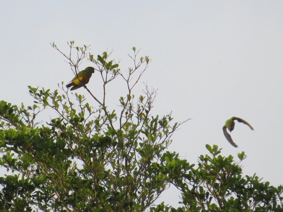 Сенегальский попугай - ML351069611