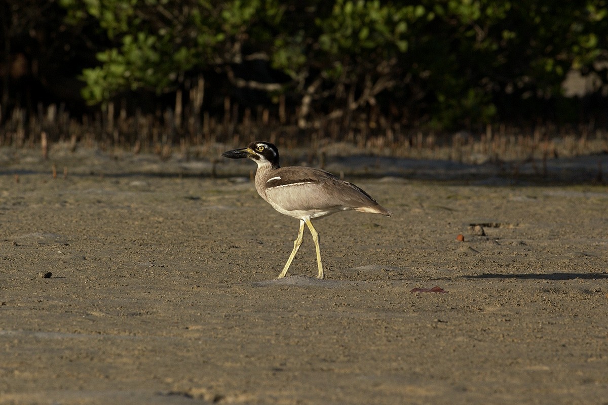 Beach Thick-knee - ML351070561