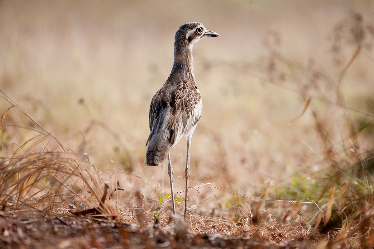 Bush Thick-knee - ML351070761