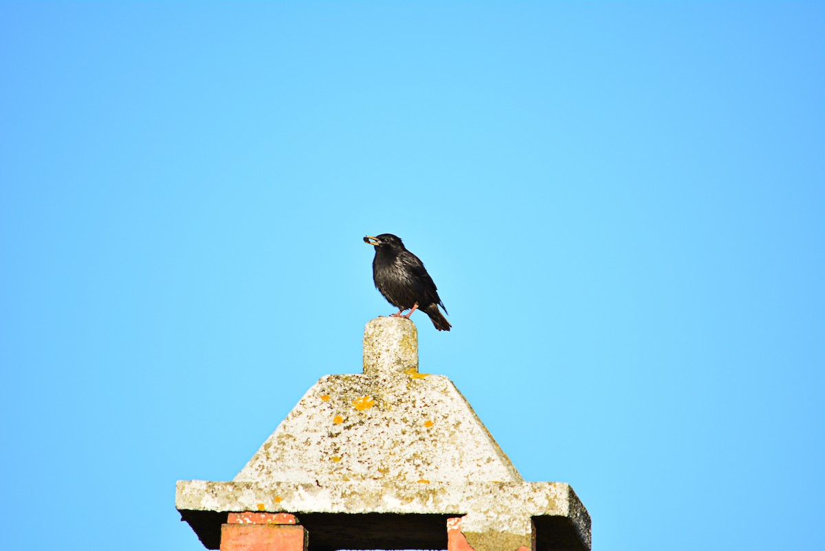 Spotless Starling - ML351070821