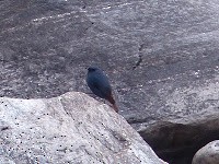 Plumbeous Redstart - ML351071131