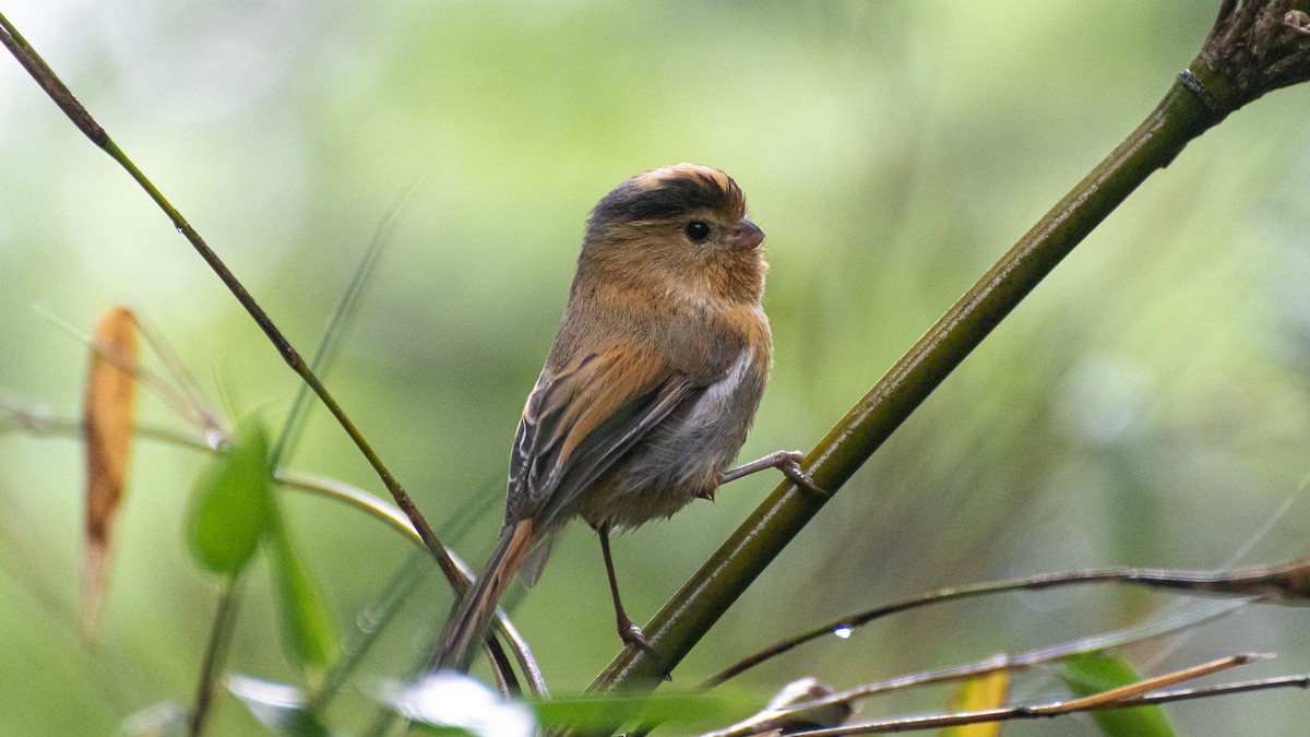 Fulvous Parrotbill - Tianhao Zhang