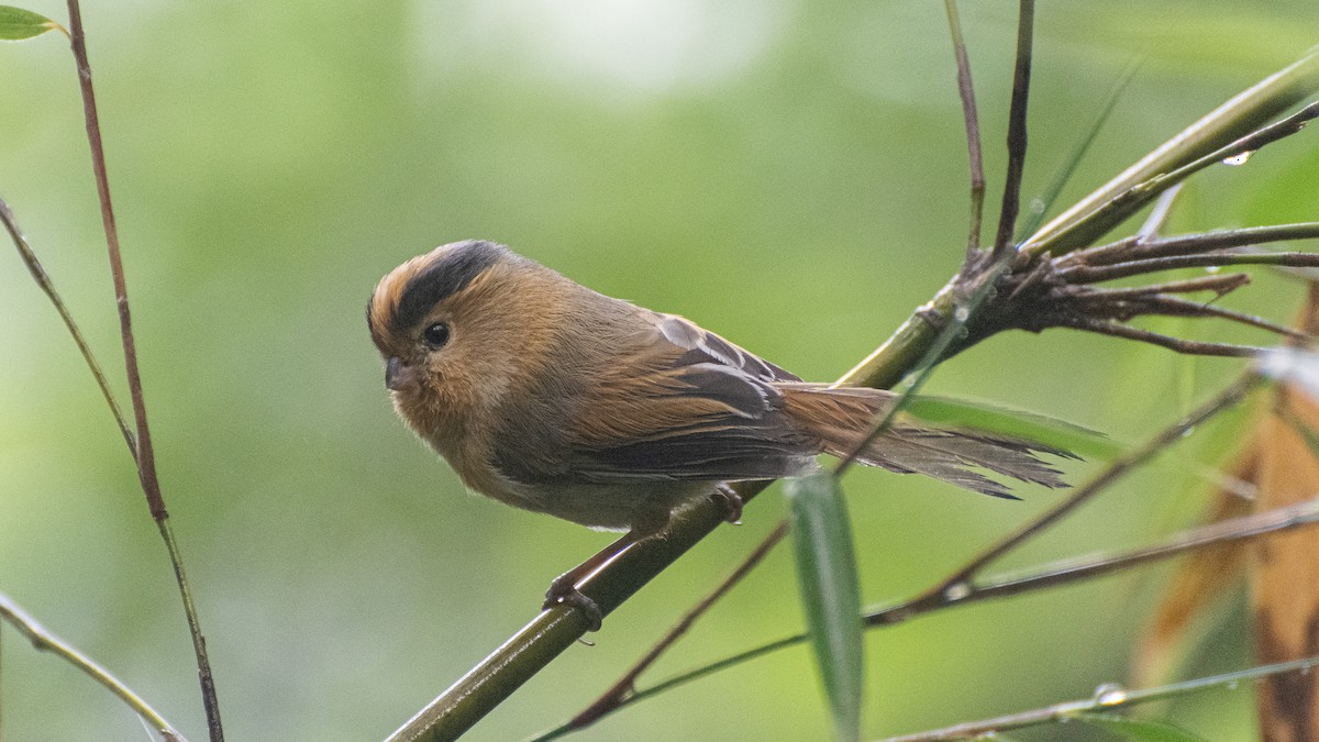 Fulvous Parrotbill - Tianhao Zhang