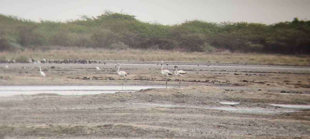 rosenflamingo - ML351075071