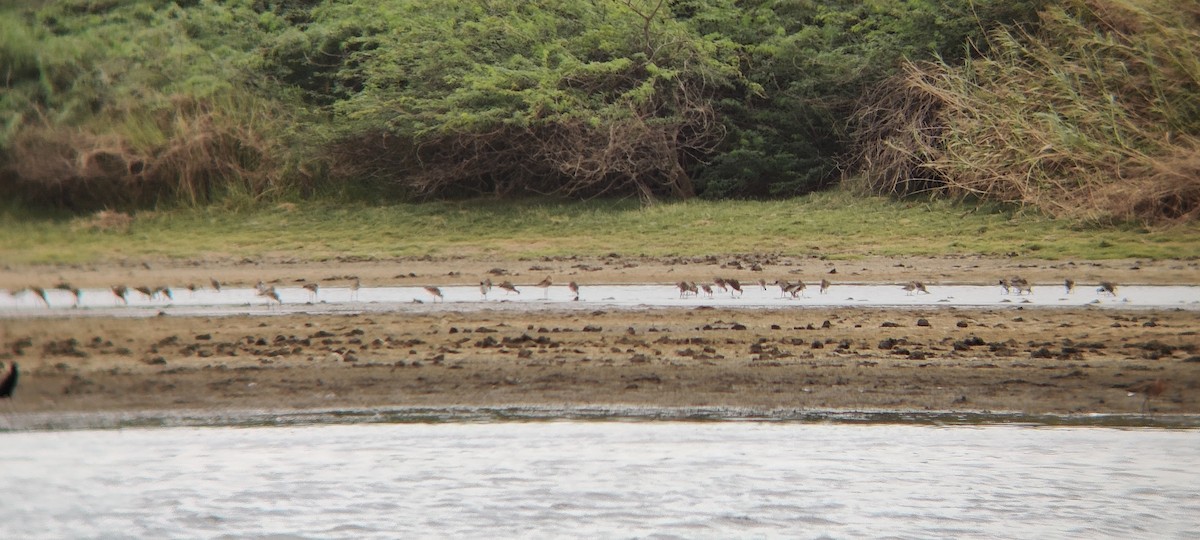 Black-tailed Godwit - ravi patel