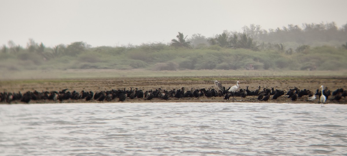 Cormorán de Java - ML351075191