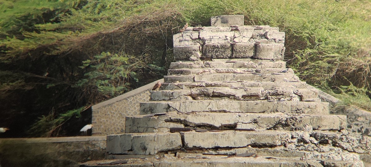 Brahminy Kite - ML351075221