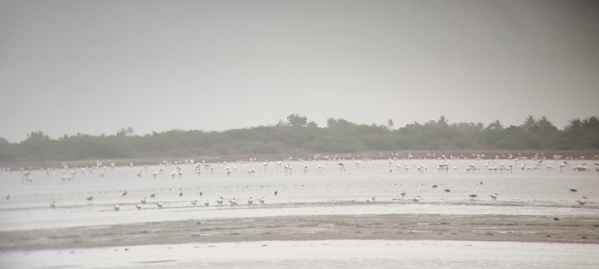 Greater Flamingo - ravi patel