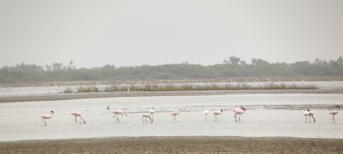 dvergflamingo - ML351075981