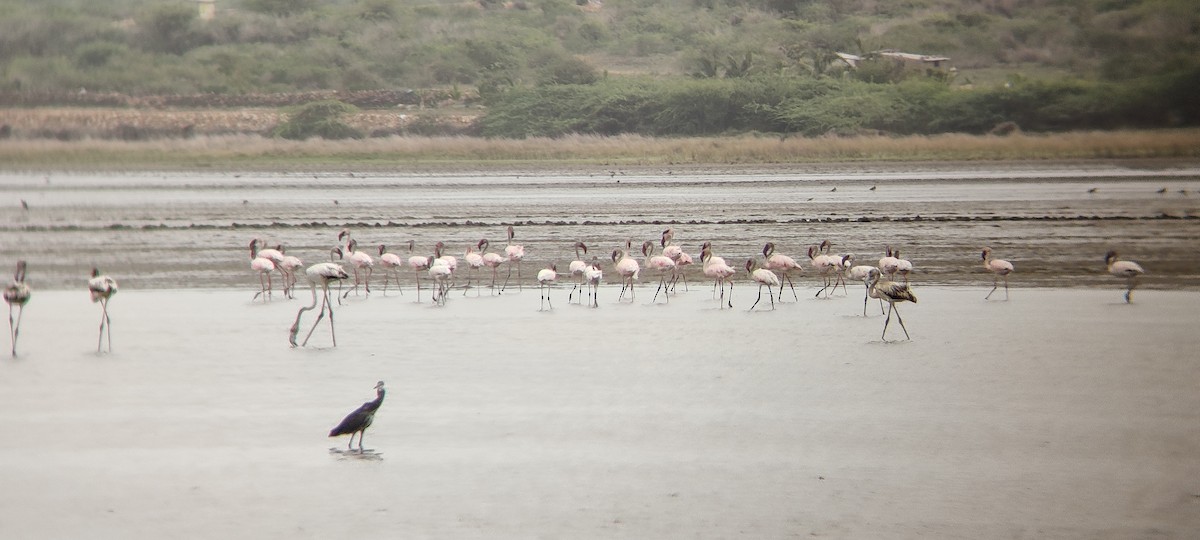 Lesser Flamingo - ravi patel