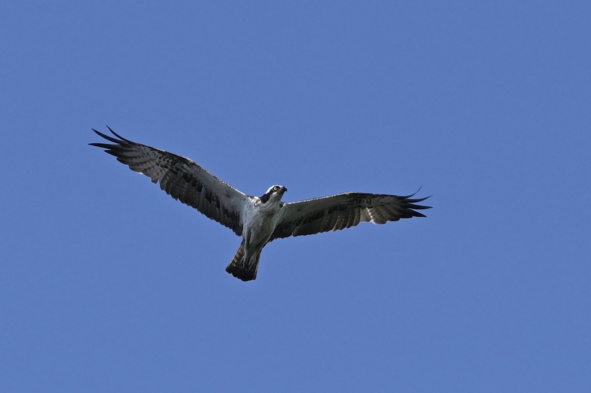 Osprey - julie desrosiers