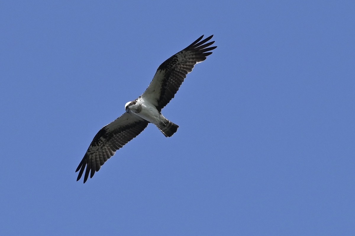 Osprey - julie desrosiers