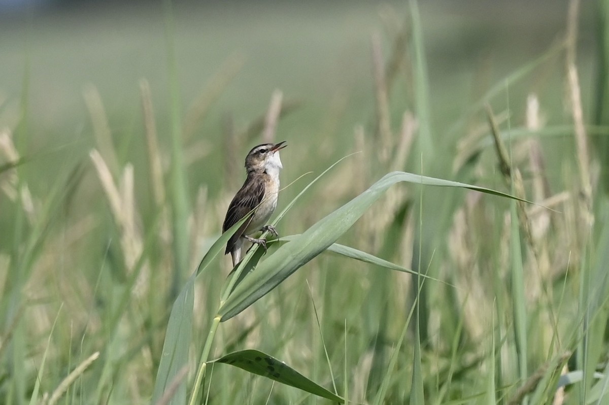 Sedge Warbler - julie desrosiers