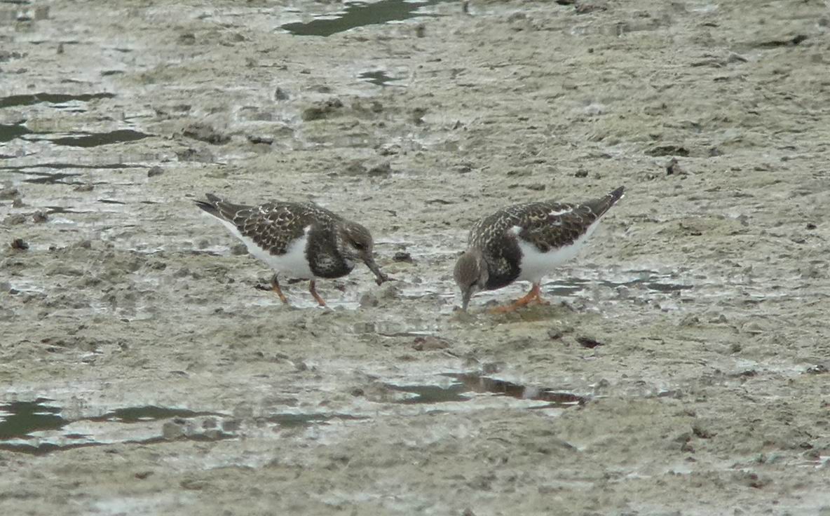 Ruddy Turnstone - ML351077181