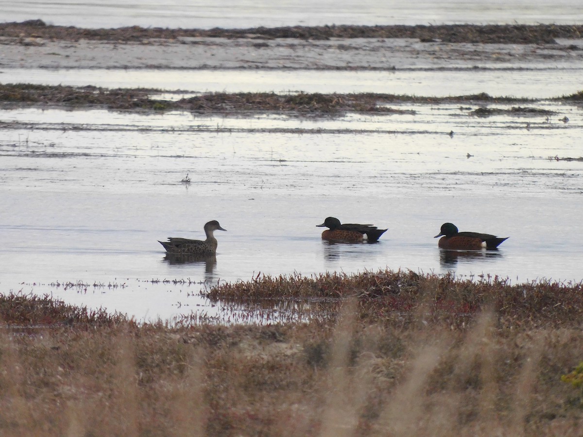 Chestnut Teal - ML351077361