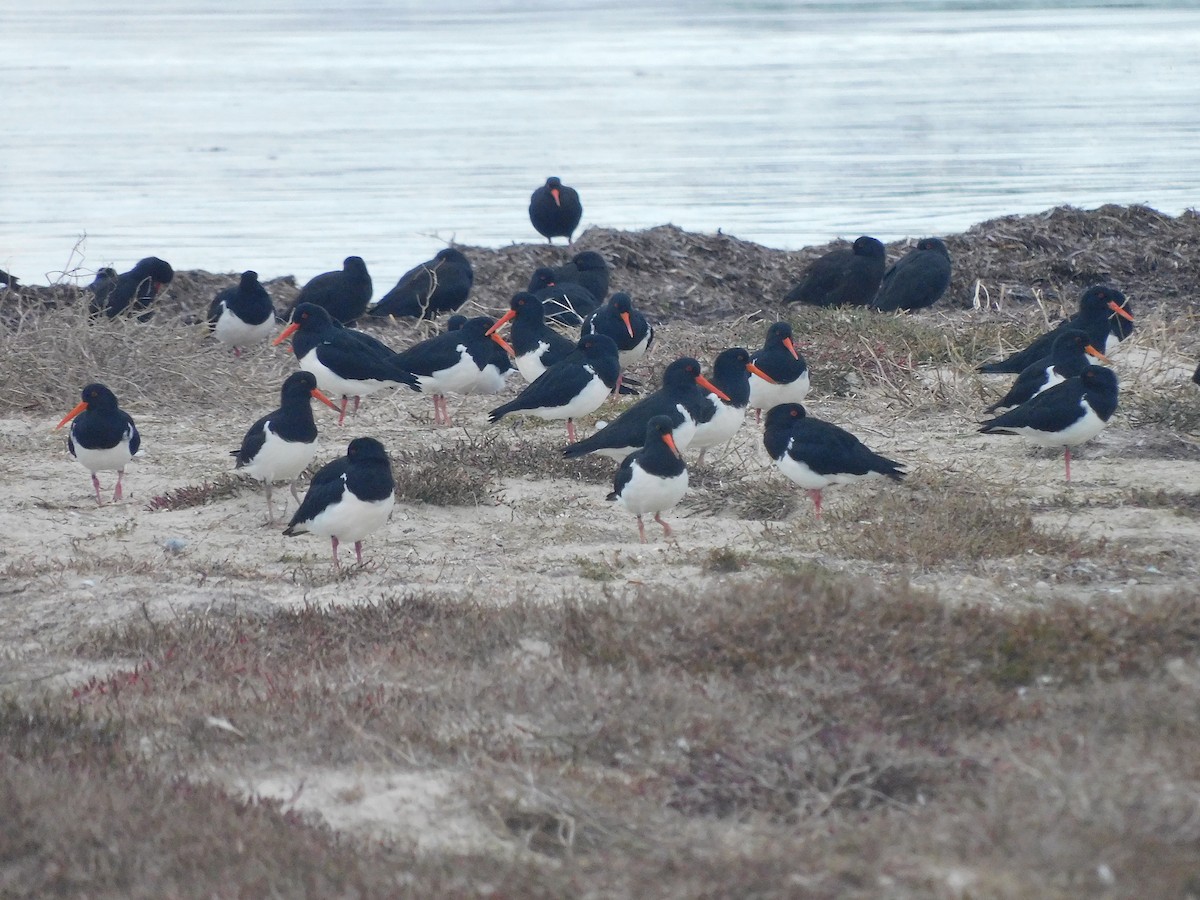 Pied Oystercatcher - ML351077431