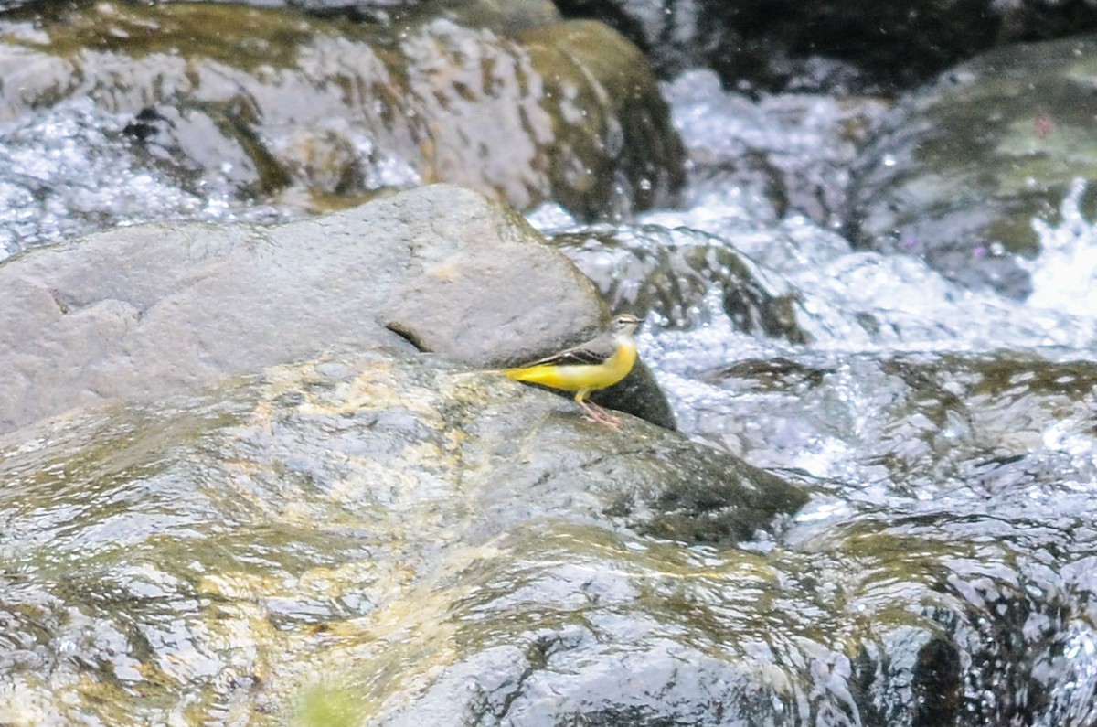 Ballerina gialla - ML35107751