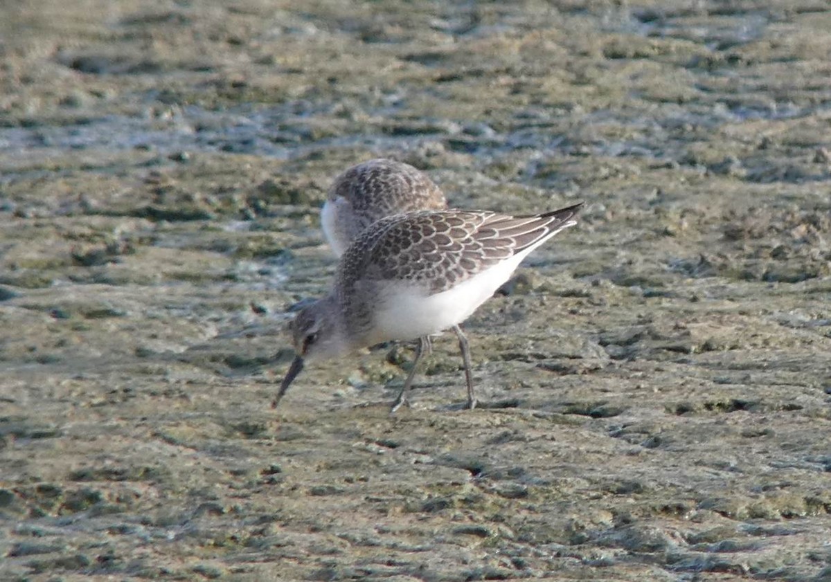 Curlew Sandpiper - Thorsten Hackbarth