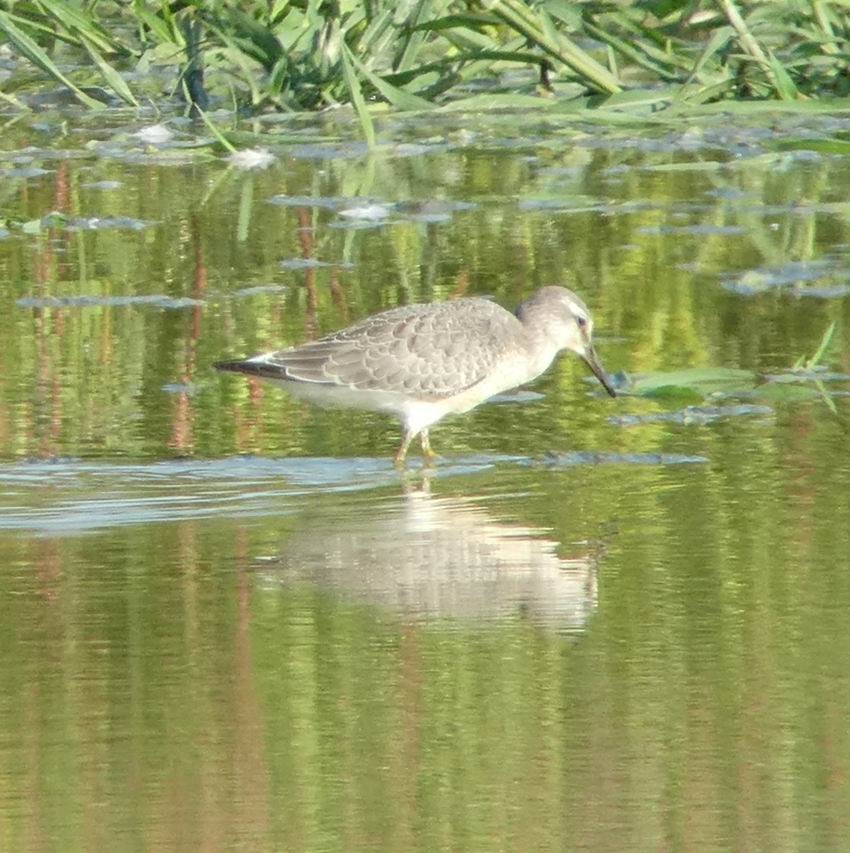 Red Knot - ML351077681