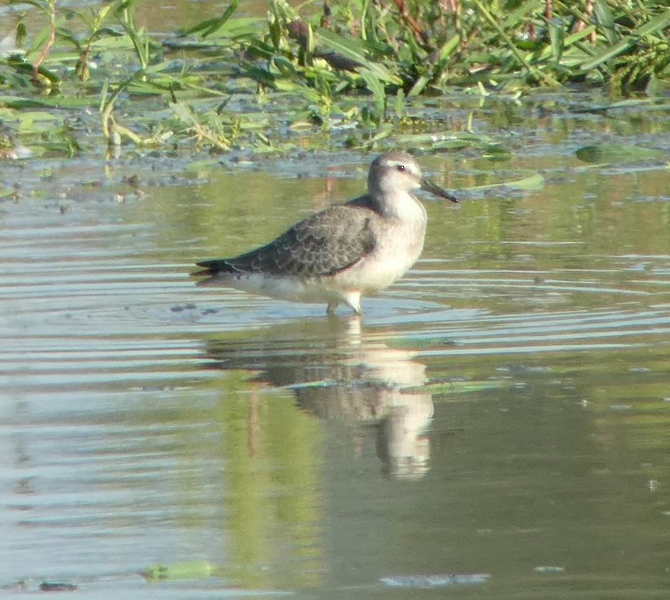 Red Knot - ML351077771