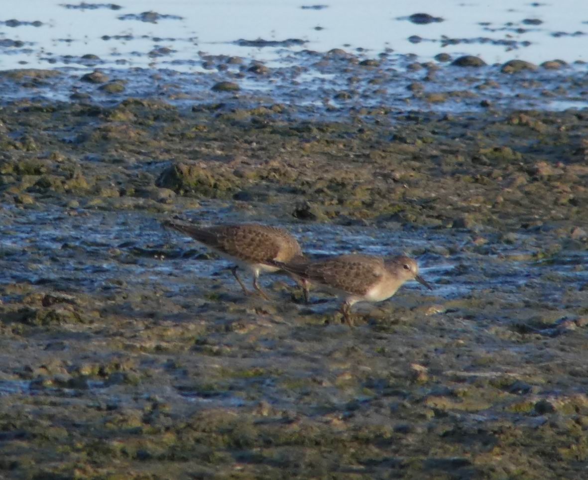 Temminck's Stint - Thorsten Hackbarth