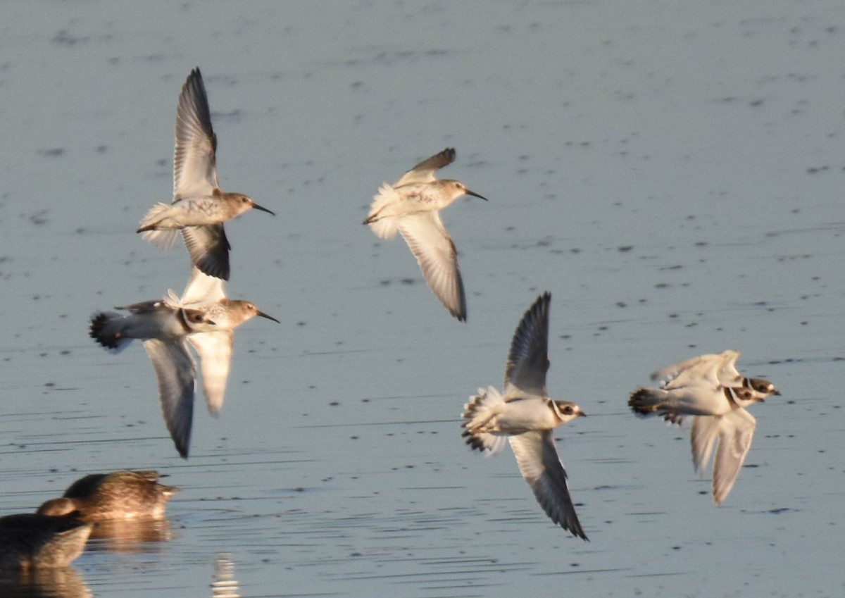 Common Ringed Plover - ML351078181